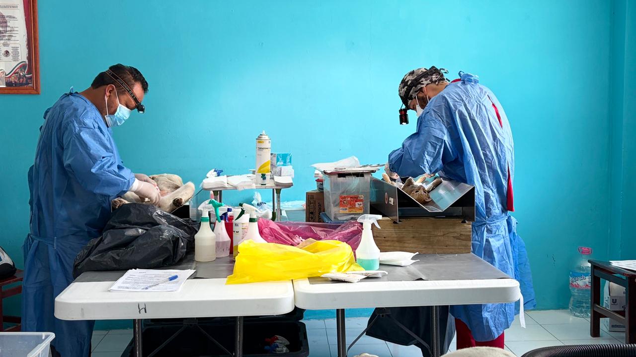 Inicia en Zacatelco la campaña gratuita de esterilización para perros y gatos